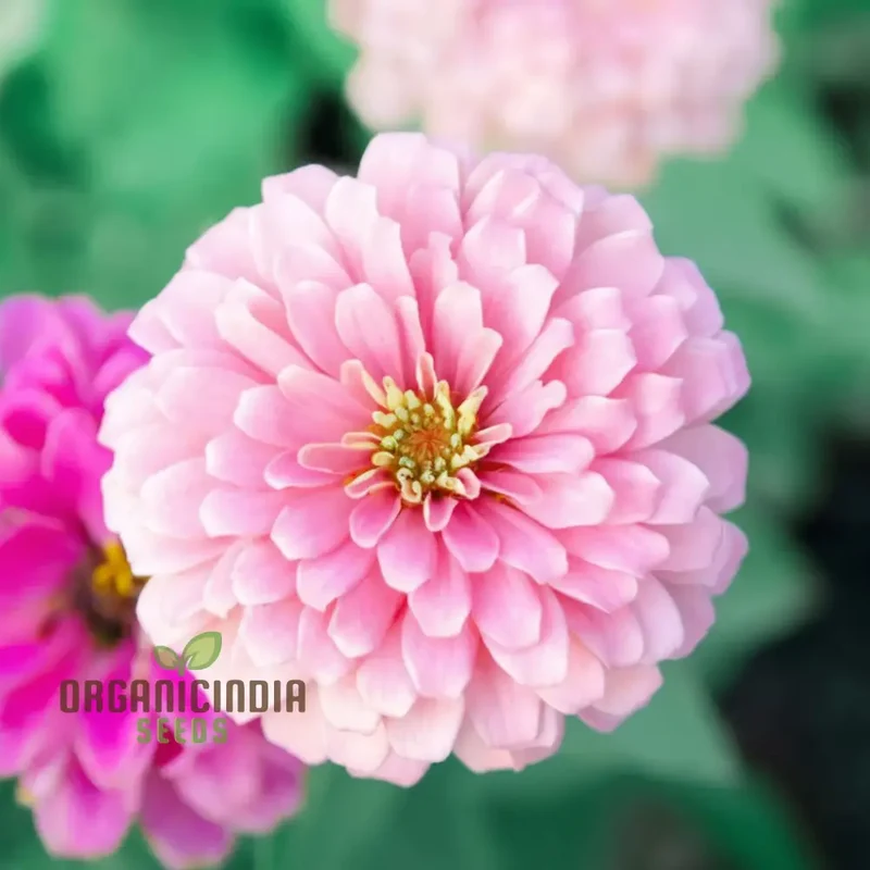 Zinnia Seeds (Light Pink Zinnia Seeds) - Elegant Blooms for Graceful Garden Displays