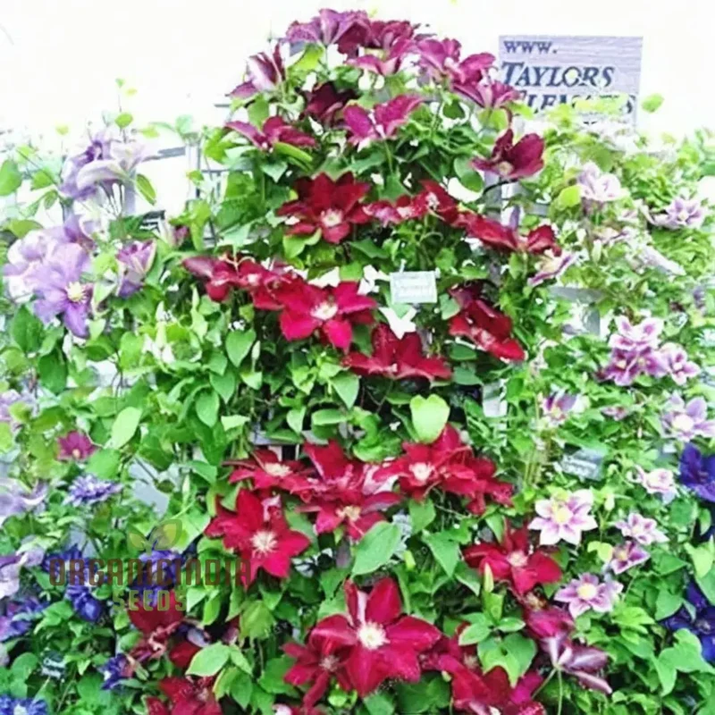 Clematis Seeds – Vibrant Climbing Plant for Trellises and Gardens
