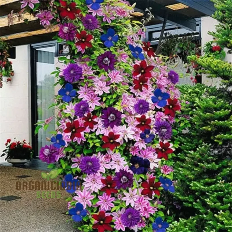 Clematis Seeds – Vibrant Climbing Plant for Trellises and Gardens