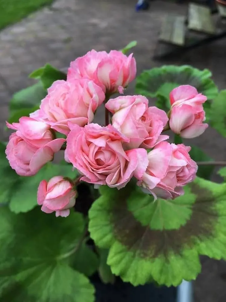Geranium Seeds (Premium Geranium Flower Seeds) - Vibrant Hardy Blooms for Gardening
