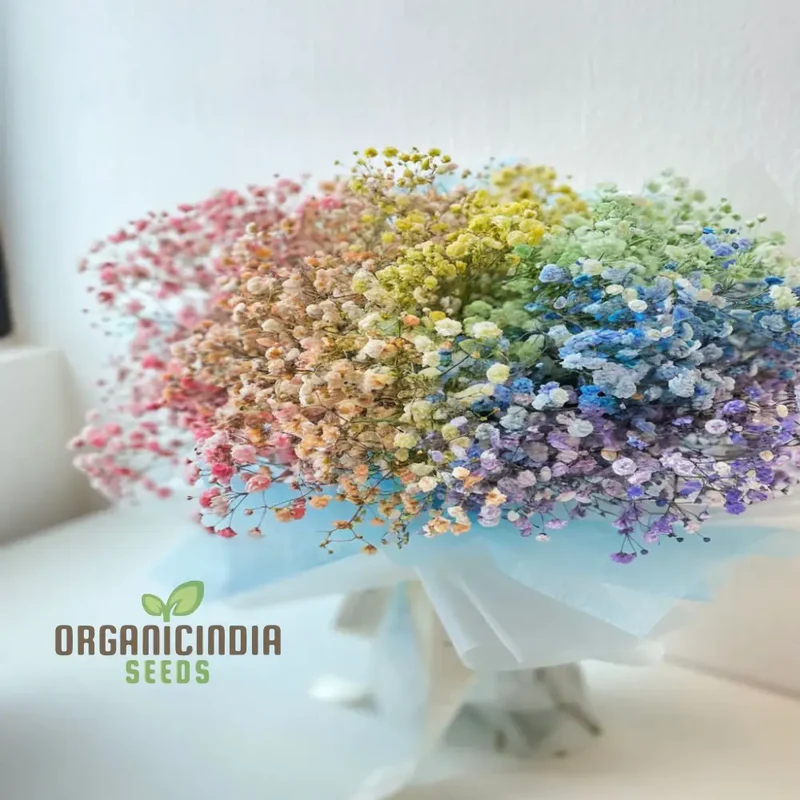 Mixed Baby's Breath Imported Flower Seeds , Elevate Your Gardening with an Abundance of Graceful, Ethereal Blooms!