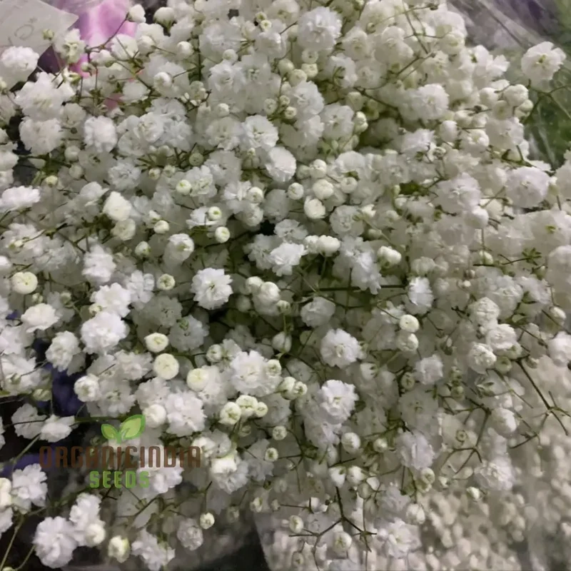 Mixed Baby's Breath Imported Flower Seeds , Elevate Your Gardening with an Abundance of Graceful, Ethereal Blooms!