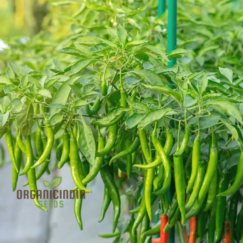 Chilli Vegetable Seeds, for Thriving Gardens - Perfect for Home Gardeners and Outdoor Planting - High-Yield, Non-GMO, Organic Seeds for Spicy Peppers All Season Long Seeds For Planting