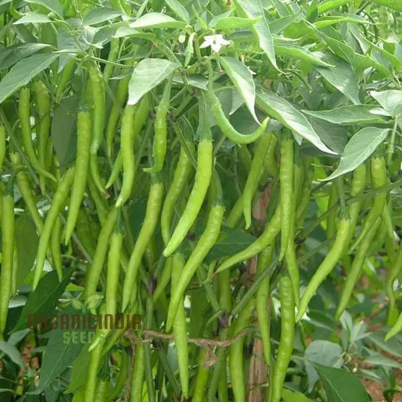 Chilli Vegetable Seeds, for Thriving Gardens - Perfect for Home Gardeners and Outdoor Planting - High-Yield, Non-GMO, Organic Seeds for Spicy Peppers All Season Long Seeds For Planting