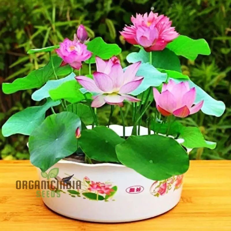 Water Lily Flower Seeds, Exotic Blooms, Easy to Grow, Perfect for Ponds and Water Gardens