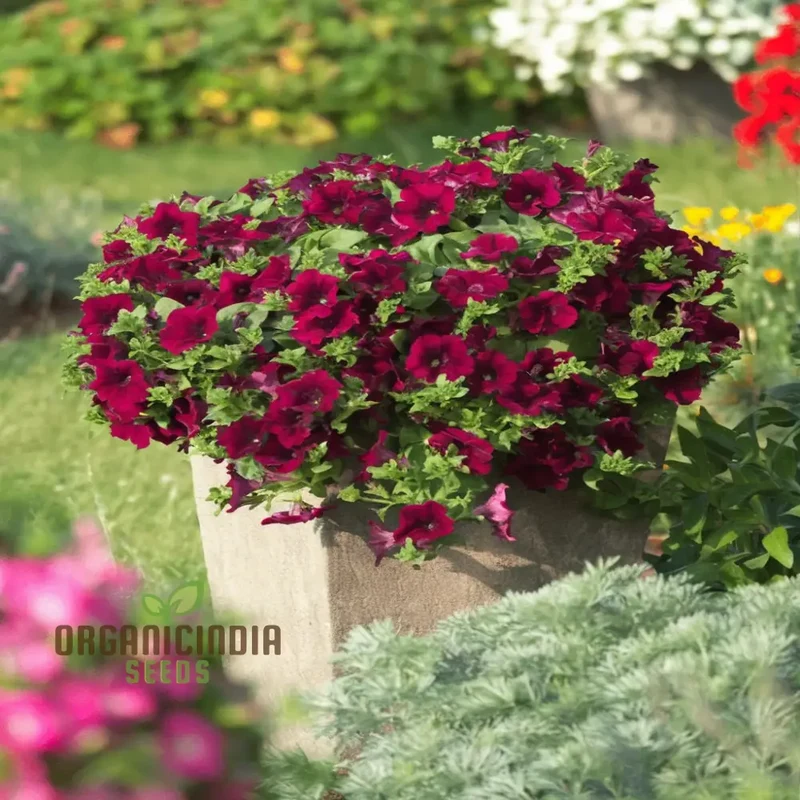 Burgundy Petunia Flower Seeds - Richly Colored Blooms for Sophisticated Garden Elegance