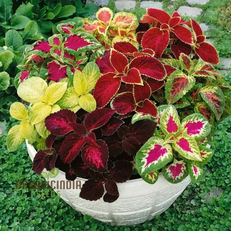 Vibrant Coleus Flower Seeds for Home Gardening | Easy to Grow, Colorful Foliage for Stunning Landscaping | Premium Quality, Non-GMO Seeds for Beginner & Expert Gardeners