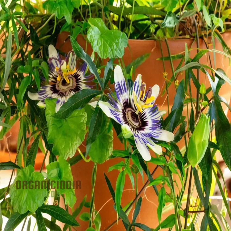 Passion Flower Seeds – Fast Growing Exotic Garden Variety