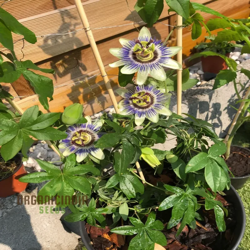 Passion Flower Seeds – Fast Growing Exotic Garden Variety