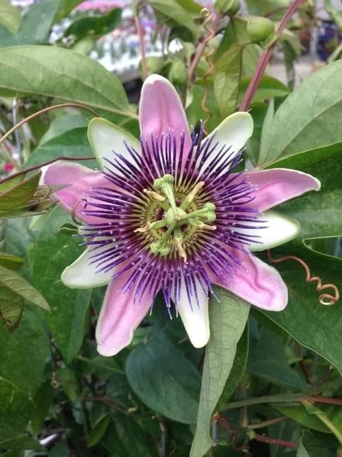 Passion Flower Seeds – Fast Growing Exotic Garden Variety