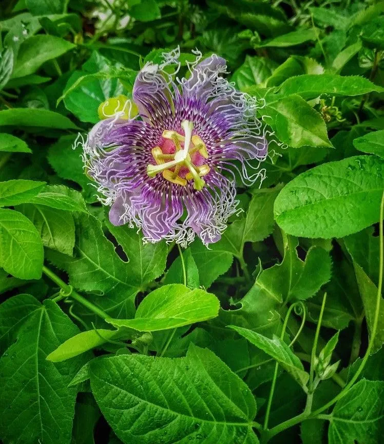 Passion Flower Seeds – Fast Growing Exotic Garden Variety