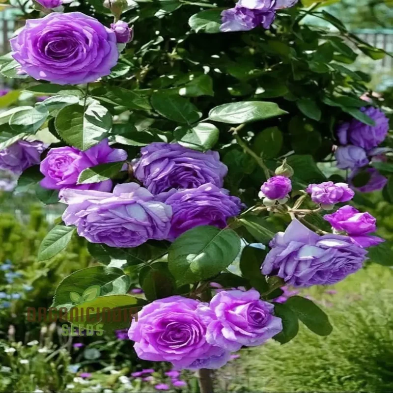 Imported Climbing Rose Flower Seeds - Luxurious Blooms for Elegant Garden Trellises