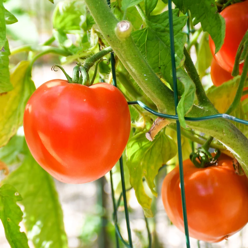 Tomate ‘Beefsteak’ bio ( Solanum lycopersicum )