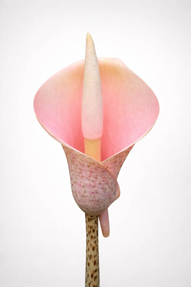 Amorphophallus 'Voodoo Lily'