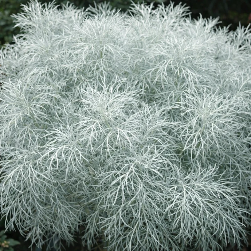 Artemisia 'Makana Silver'