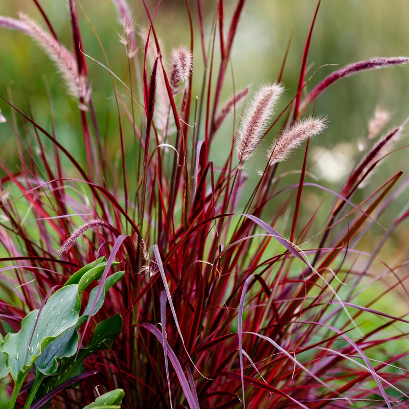 Pennisetum 'Rubrum'
