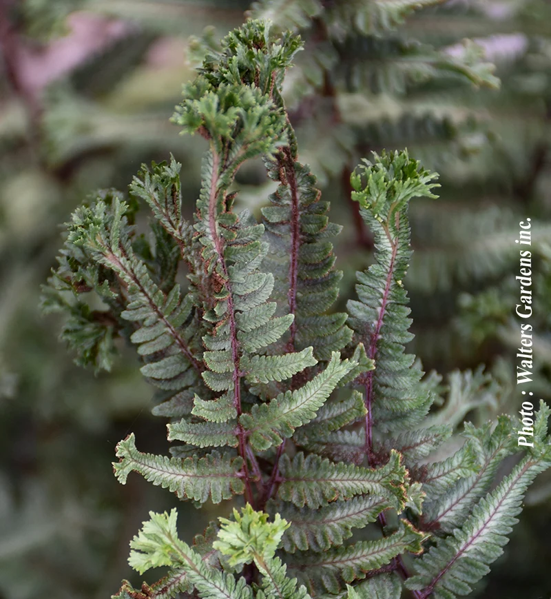 Athyrium 'Crested Surf'