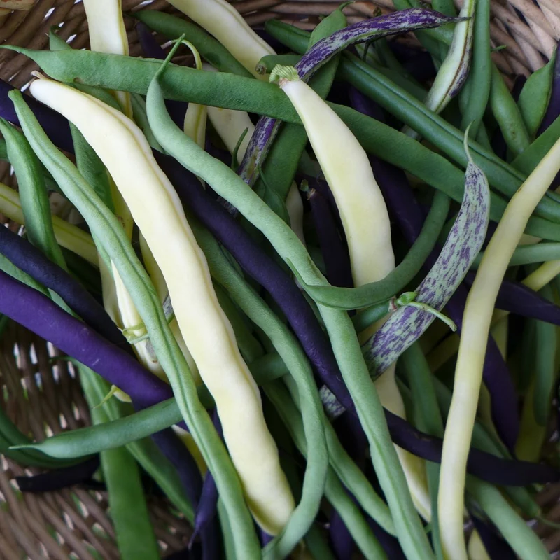 Haricots grimpants ‘mange-tout mix’ ( Phaseolus vulgaris )