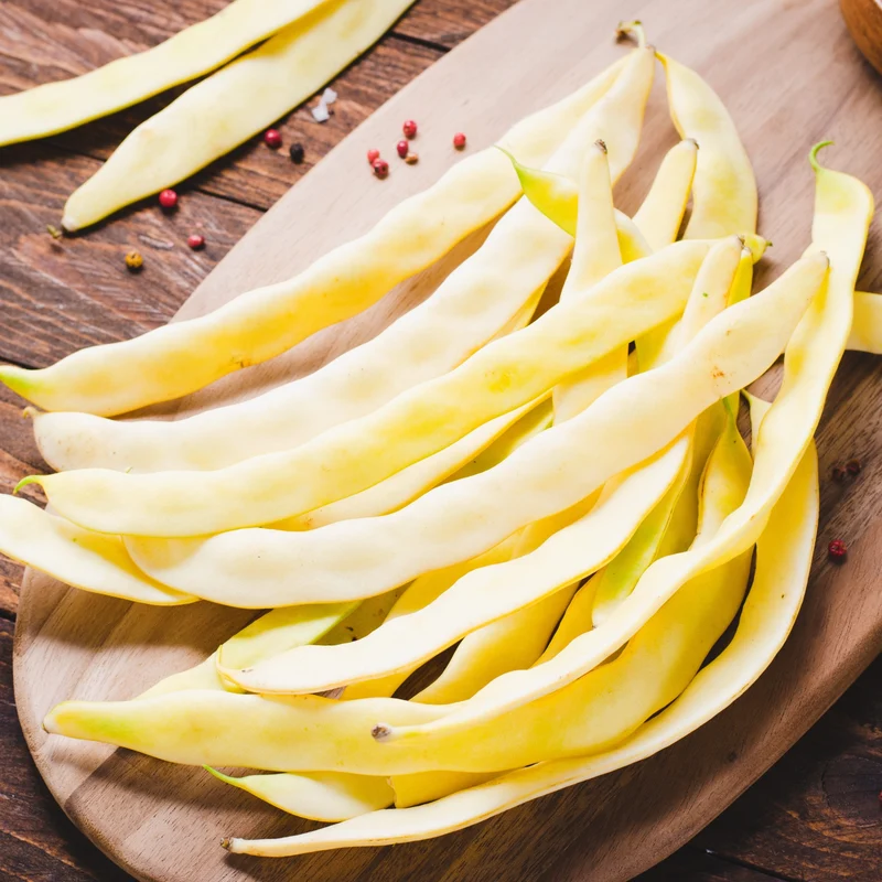 Haricots grimpants ‘Merveille de Venise’ ( Phaseolus vulgaris )