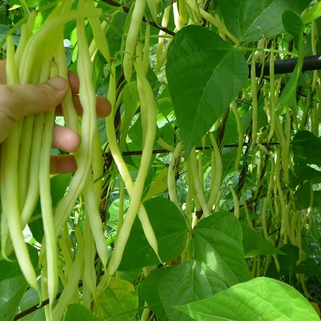 Haricot grimpant ‘Monte Gusto’ ( Phaseolus vulgaris )