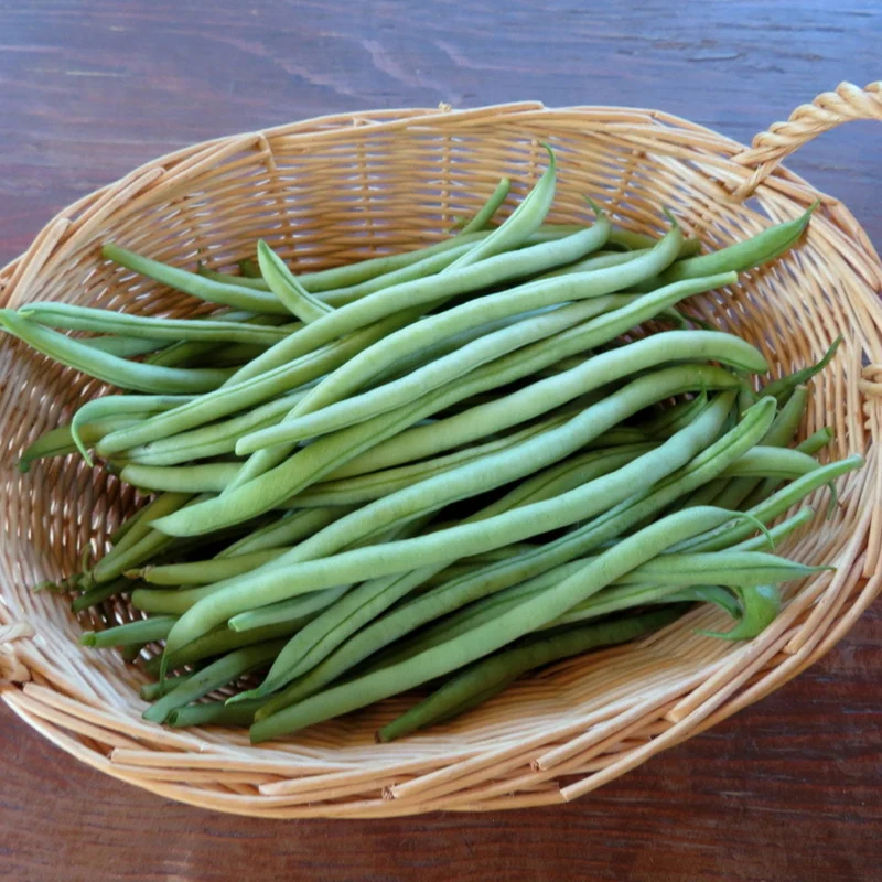 Haricot grimpant ‘Kentucky Blue’ ( Phaseolus vulgaris )