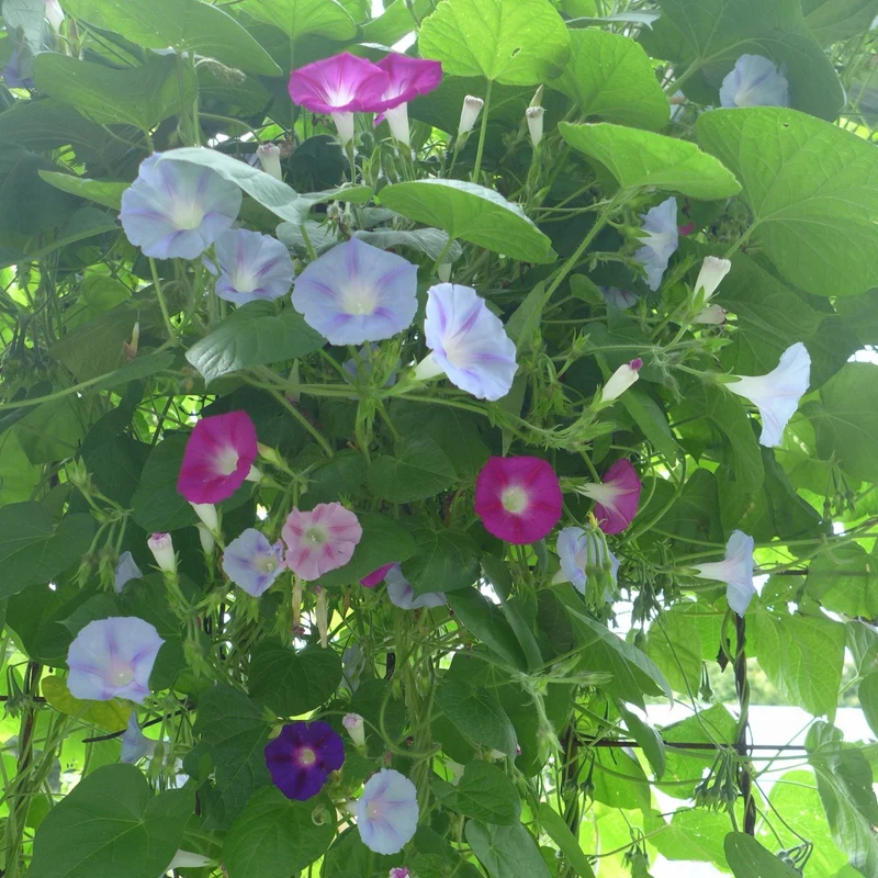 Gloires du matin ‘en mélange’ ( Ipomoea purpurea )