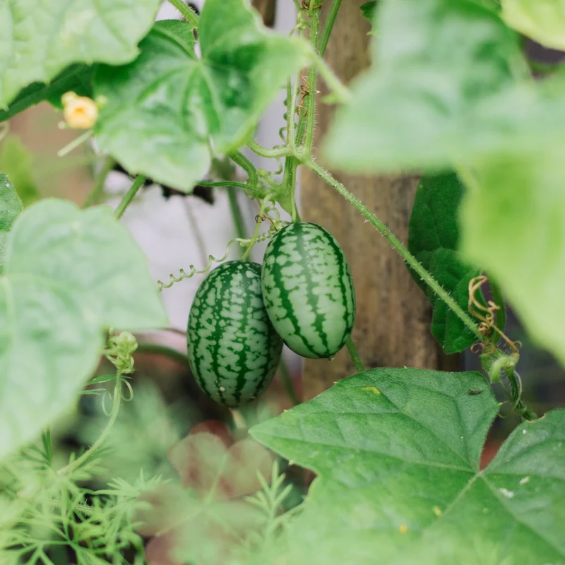 Concombre ‘Mouse Melon’ ( Melothria scabra )
