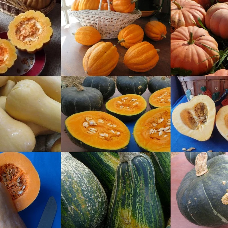 Courges d'hiver en mélange ( Cucurbita moschata )