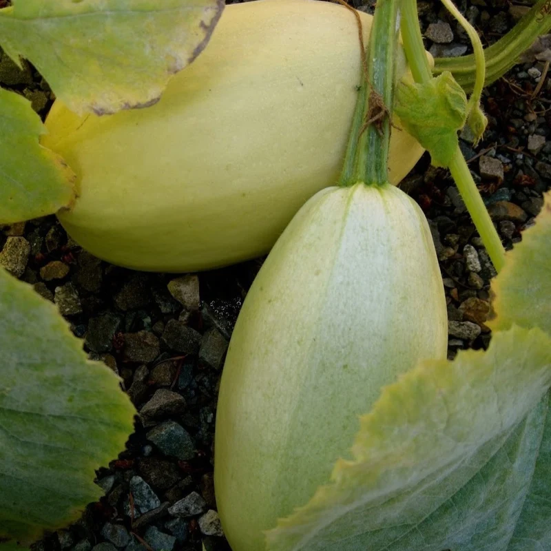 Courge ‘Spaghetti’ ( Cucurbita pepo )