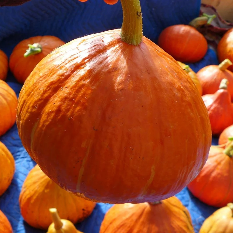 Courge ‘Potimarron français’ ( Cucurbita maxima )