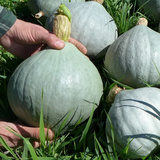Courge ‘Hubbard Blue Ballet’ ( Cucurbita maxima )