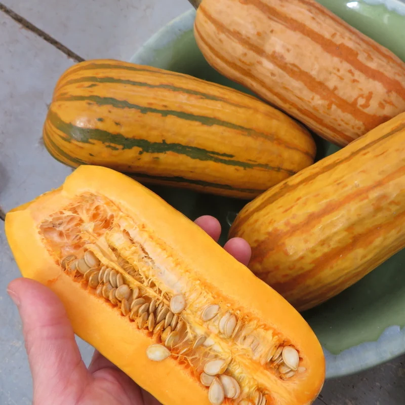 Courge ‘Delicata Honey Boat’ ( Cucurbita pepo )