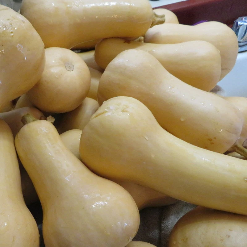 Courge ‘Butternut’ ( Cucurbita moshata )