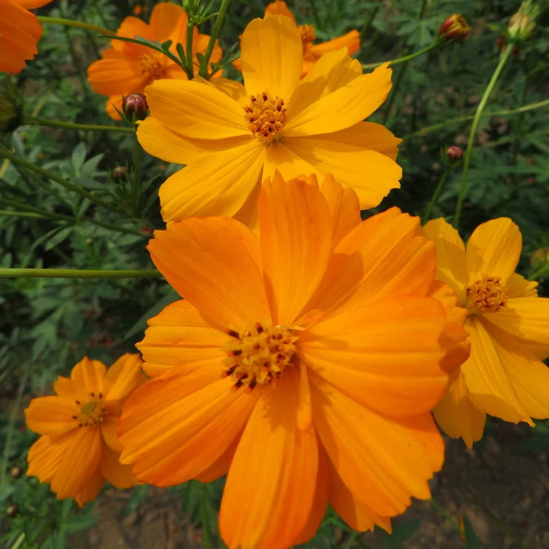 Cosmos orange ‘Sulfureux’ ( Cosmos sulphureus )