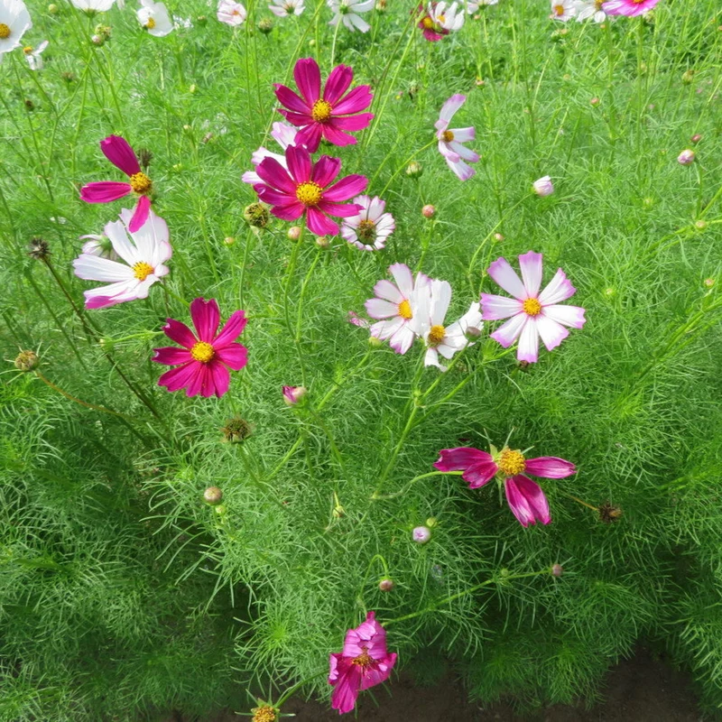 Cosmos ‘Picotée’ ( Cosmos bipinnatus )