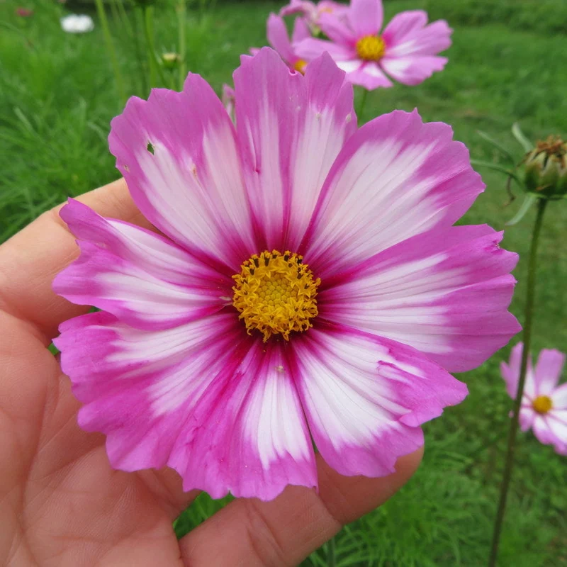 Cosmos ‘Picotée’ ( Cosmos bipinnatus )