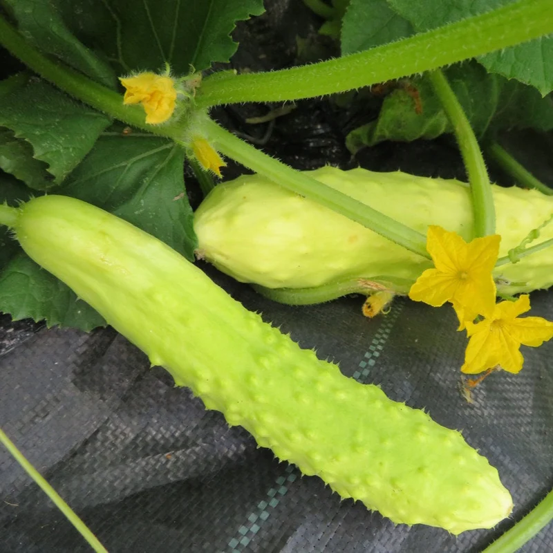 Concombre ‘Trois Feuilles Blanches’ ( Cucumis sativus )