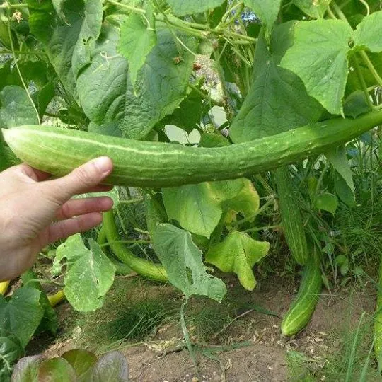 Concombre ‘Sanjaku Kiuri’ ( Cucumis sativus )