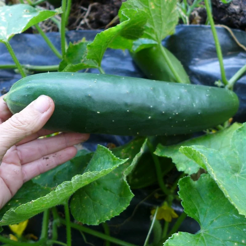 Concombre ‘Robichaud’ ( Cucumis sativus )