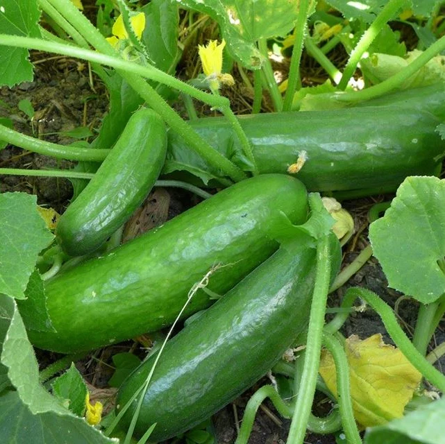 Concombre ‘Muncher’ ( Cucumis sativus )