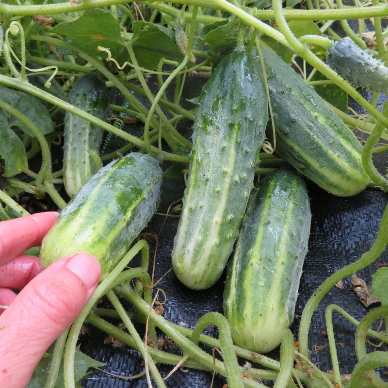 Concombre ‘Little Leaf’ ( Cucumis sativus )
