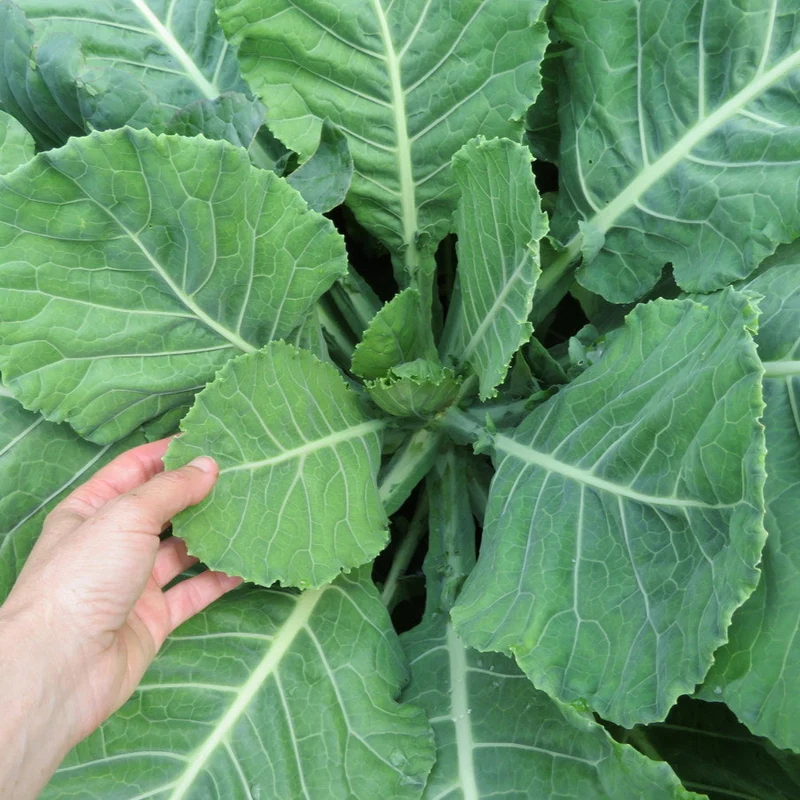 Chou cavalier ‘Ultracross’ ( Brassica oleracea )