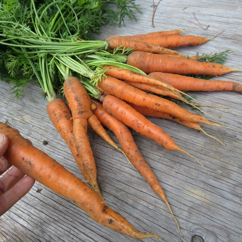 Carotte ‘Nantes’ sans coeur ( Daucus carota )