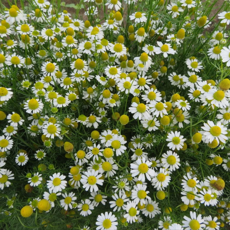 Camomille ‘Allemande Zloty Lan’ ( Matricaria recutita )