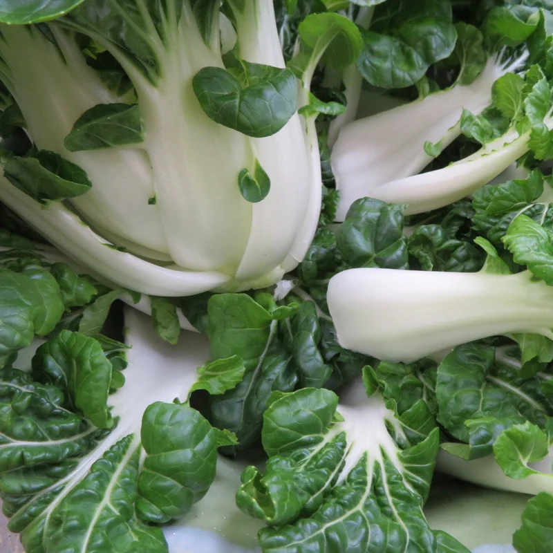 Chou Chinois ‘Bok Choy’ extra nain ( Brassica rapa )