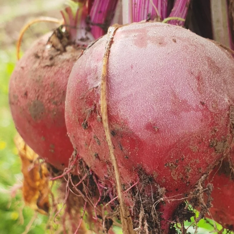 Betterave ‘Lutz’ ( Beta vulgaris )