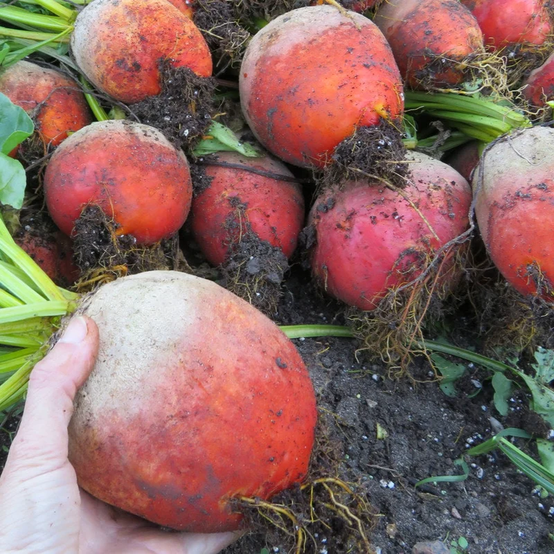 Betterave ‘Boldor’ ( Beta vulgaris )