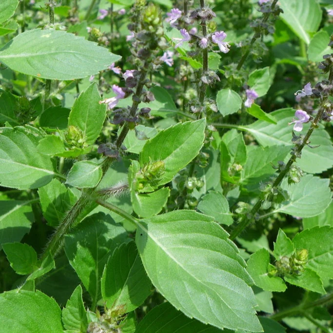 Basilic ‘sacré’ ( Ocimum sanctum )