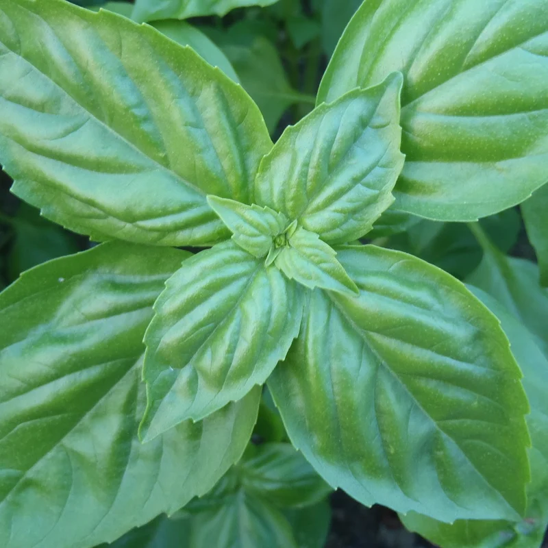 Basilic ‘Genovese’ ( Ocimum basilicum )