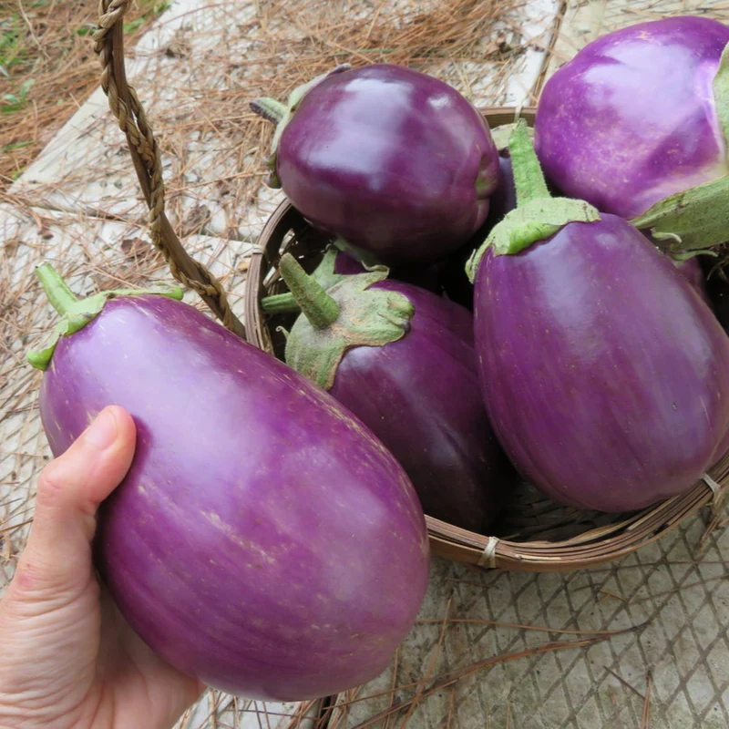 Aubergine ‘Violette de Florence’ ( Solanum melongena )